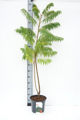 Сумах уксусный Rhus typhina 100 cм С7,5