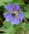 Герань тёмная Geranium phaeum 