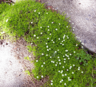 Мшанка шловидная 'Green Moss'