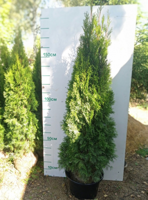 Туя западная Смарагд (Thuja occidentalis 'Smaragd' Н4м,В1,5м) 170см C30 М