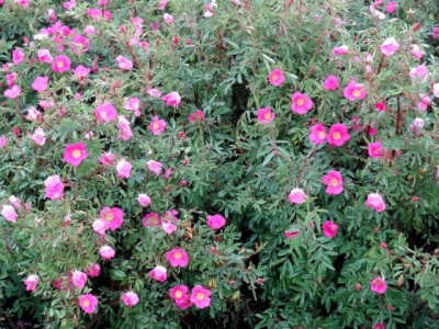 Роза блестящая (Rosa nitida Н-0,8-1м) 50-60 С4