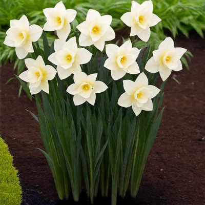 Narcis Mount Hood per 10