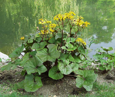 Бузульник зубчатый Ligularia dentata (оранж-жёлт,VIII-IX,Н=90см,)