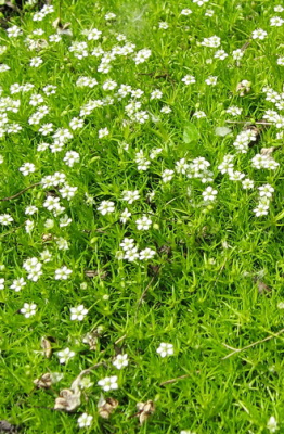 Sagina subulata 'Lime Moss' Мшанка шловидная (белая,VI-VII,Н=3-5см,лист зелёно-жёлтый)