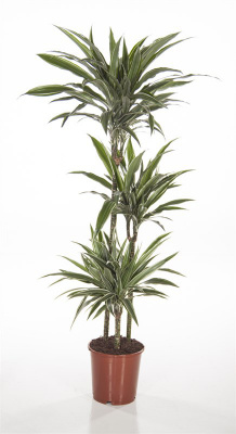 Драцена Dracena De Warneckei