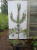 Сосна Обыкновенная Pinus sylvestris (180, ком в сетке) В