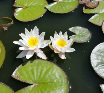 Нимфея Marliacea Albida (Кувшинка, водяная лилия Марлиака Альбида, цв. белый) С4