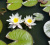Нимфея Marliacea Albida (Кувшинка, водяная лилия Марлиака Альбида, цв. белый) С4