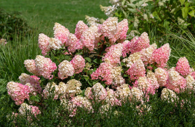 Гортензия метельчатая 'Sundae Fraise' (H1м) С5