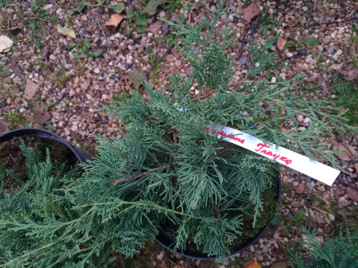Можжевельник средний (Juniperus media 'Pfitzeriana Glauca' Н1,5м В3м) 20-40 C3 V