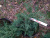 Можжевельник средний (Juniperus media 'Pfitzeriana Glauca' Н1,5м В3м) 20-40 C3 V