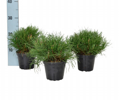 Сосна горная Пумилио (Pinus mugo Pumilio)