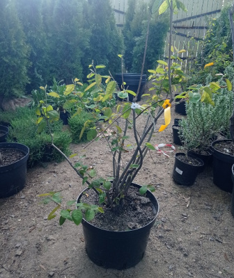 Ирга Ламарка (Amelanchier Lamarckii) 60см С15