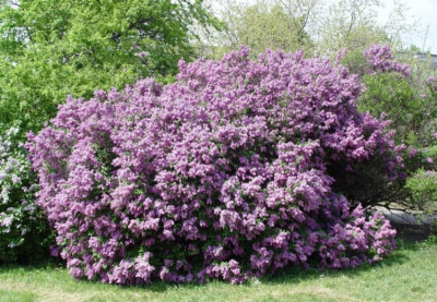 Syringa chin. 'Saugeana'