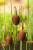 Рогоз Typha minima P9
