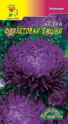 Астра Фиолетовая башня Цветущий сад