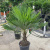 Пальма Trachycarpus Fortunei