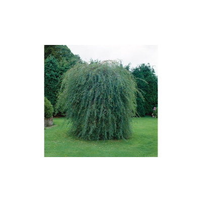 Ива пурпурная Пендула ( Salix pupurea Pendula) 50-60 C3