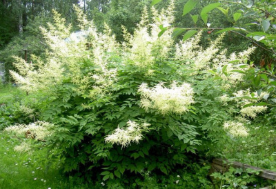 Арункус этузифолиус Aruncus aethosifolius(бел,VI-VII,Н=20-30см,лист свет-зел,осенью жёлт-оранж)