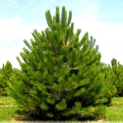 Сосна черная (Pinus nigra Н6м В2-3м)