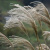 Мискантус Гигантеус Miscanthus Giganteus (Н2,5-3м)