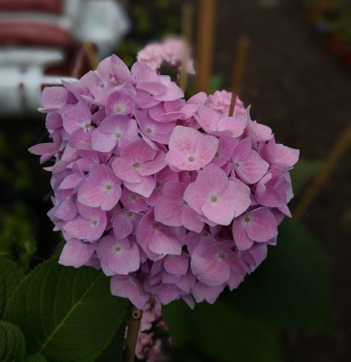 Hydrangea macrophylla So Long ® Ebony