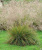 Луговик дернистый Щучка (Deschampsia cespitosa) С2
