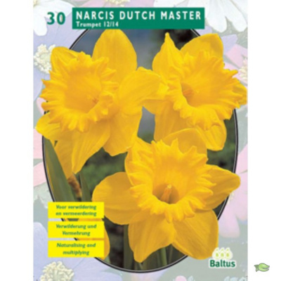 Нарцис Narcis Trompet, Geel per 30