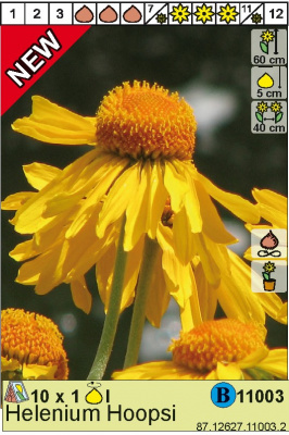 Гелениум Helenium Hoopesii Н60см