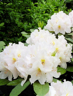 Рододендрон гибридный ( Rhododendron hybrida Eskimo )  C5