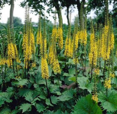 Бузульник узколистный Ligularia stenocephala 'The Rocket' (цветки желтые,Дцв=5см,VII-VIII,Н=180/70см