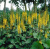 Бузульник узколистный Ligularia stenocephala 'The Rocket' (цветки желтые,Дцв=5см,VII-VIII,Н=180/70см