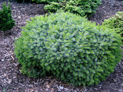 Ель сербская (Picea omorica 'Karel')