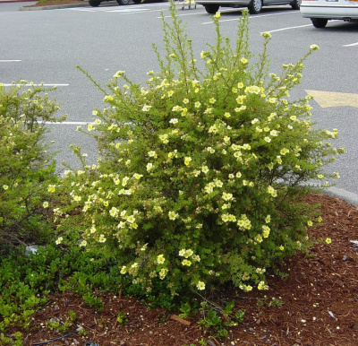 Лапчатка кустарниковая (Potentilla fruticosa Klondike желтый Н1м)
