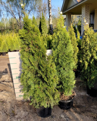 Туя западная Смарагд (Thuja occidentalis 'Smaragd' 140см