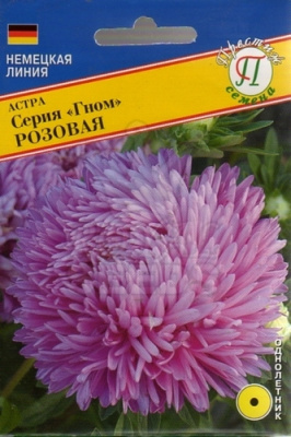Астра Гном розовая пр