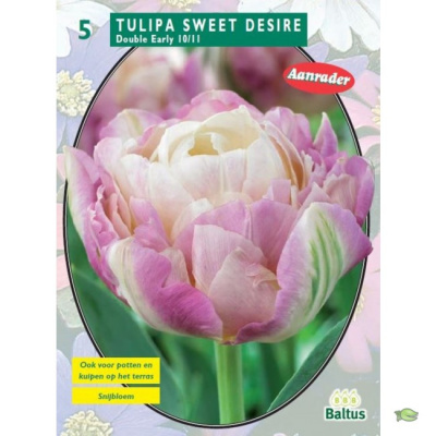 Тюльпан Tulipa Sweet Desire per 5