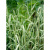 Фалярис тростниковый (Phalaris arundinacea ‘Picta’)