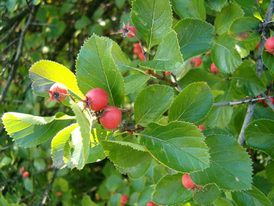 Боярышник сливолистный (Crataegus persimilis)