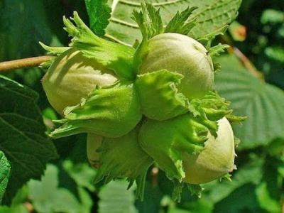 Лещина/Орешник обыкновенная (Corylus avellana BR 60-100 1+2 2-3-tak) C5