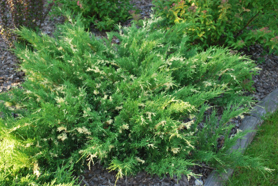 Можжевельник казацкий (Juniperus sabina 'Variegata' WRB40 60-80 Вн)