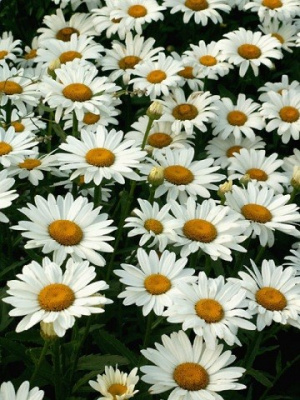 Нивяник Leucanthemum x superbum 'Brightside' (белые,VII-VIII,Н=80см)
