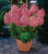 Гортензия метельчатая (Hydrangea paniculata 'Magical Fire')