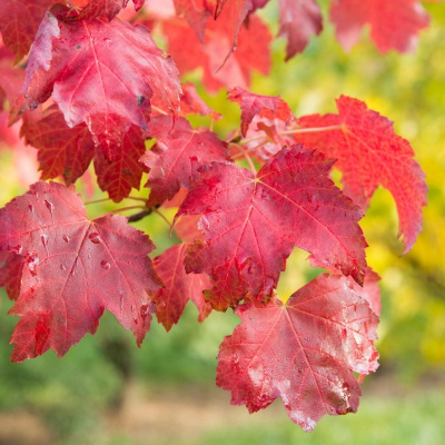 Клен красный (Acer rubrum October Glory)