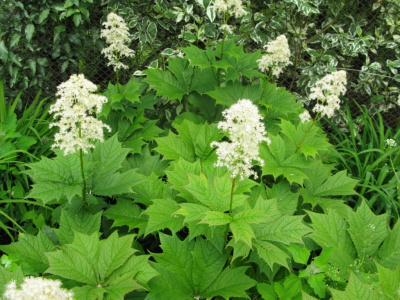 Роджерсия подофилловая Rodgersia podophila