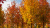 Acer platanoides Emerald Queen