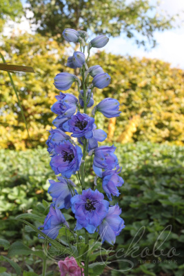 Дельфиниум Delphinium голубой