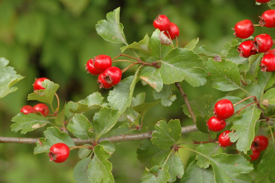 Боярышник обыкновенный (Crataegus laevigata)