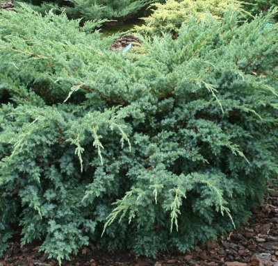 Juniperus squamata 'Blue Swede'