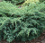 Juniperus squamata 'Blue Swede'